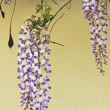 Au Bien Venu ベッド・アンド・ブレックファスト 4*