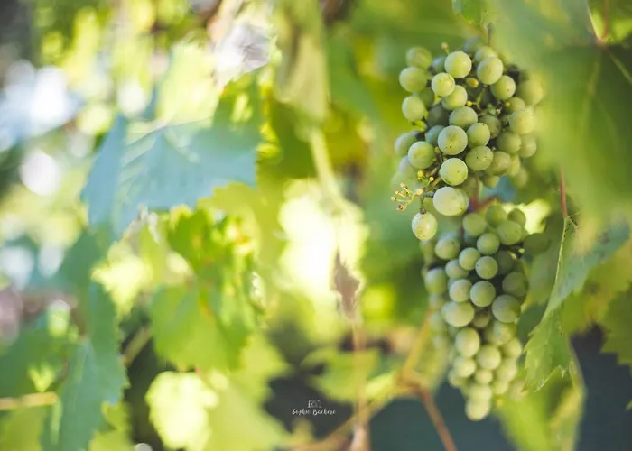 Au Bien Venu 住宿加早餐酒店